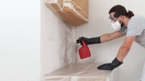 Professional Basement Mold Remediation technician working in Pasadena, MD